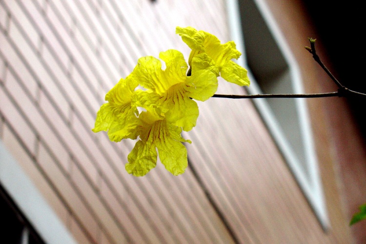flores ipê amarelo
